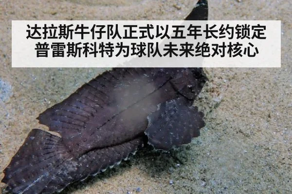 达拉斯牛仔队正式以五年长约锁定普雷斯科特为球队未来绝对核心